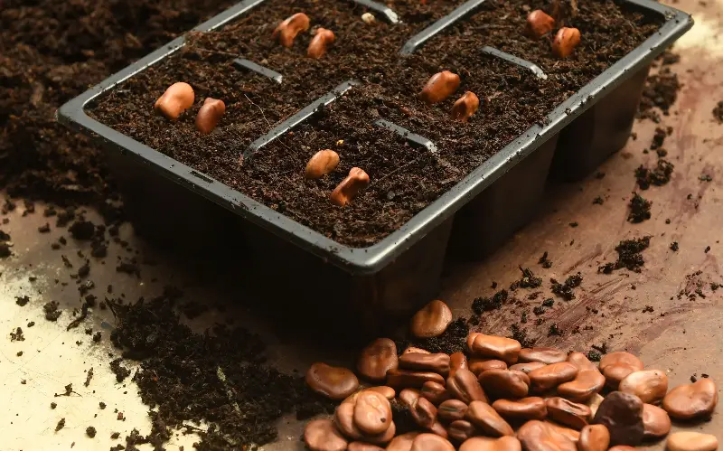 Broad beans can be started off in trays - Russell Sach