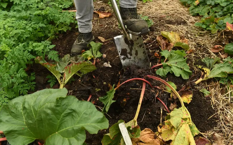 Divide rhubarb with a sharp spade - Russell Sach