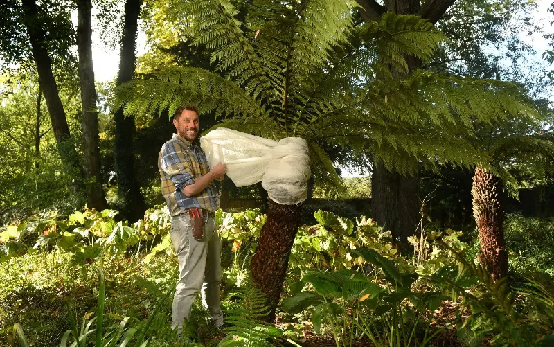 Brown recommends insulating the top 30cm of each tree fern with a large length of horticultural fleece - Russell Sach