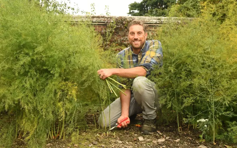 Asparagus ferns are a great habitat for certain insects - Russell Sach