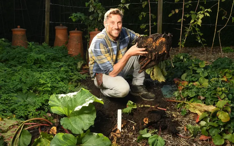 According to Tom Brown, November is a brilliant time to plant rhubarb and divide existing clumps - Russell Sach