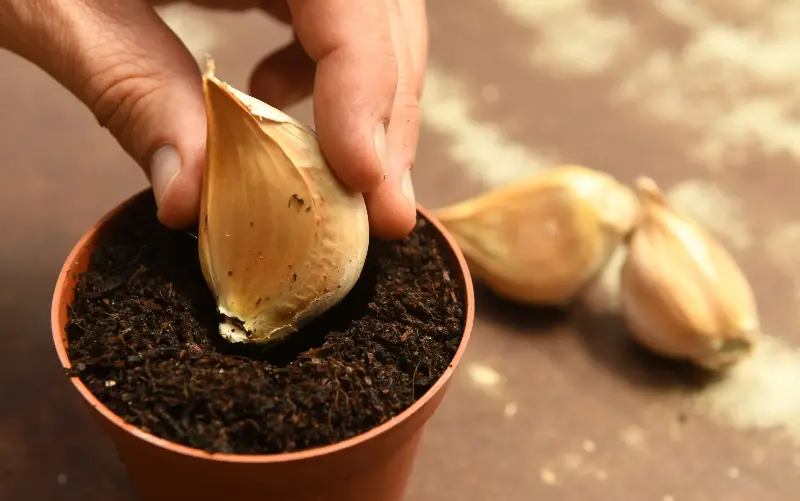 Garlic rots easily in waterlogged ground, so it’s a good idea to start it off in pots - Russell Sach