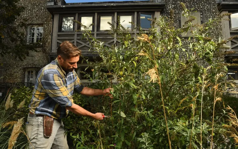 Pruning buddleia now will help to prevent wind rock - Russell Sach