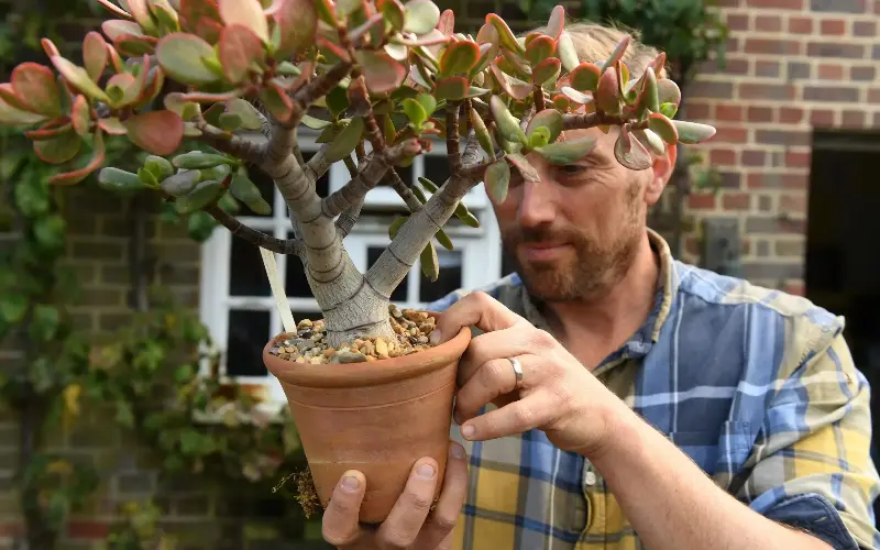 Houseplants do not require lots of water and food in winter - Russell Sach