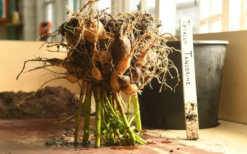 Store dahlia tubers in a cool, frost-free place over the winter - Russell Sach