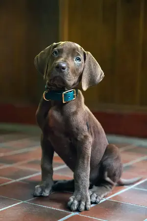 ‘Scooby-Doo: Origins’ reveals its mystery-solving pup, and he’s a very good boy