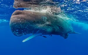 Sperm whale ‘language’ is like human speech