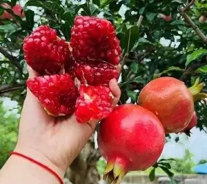 Unexpected benefits of pomegranates in stabilizing blood sugar and protecting cardiovascular health.