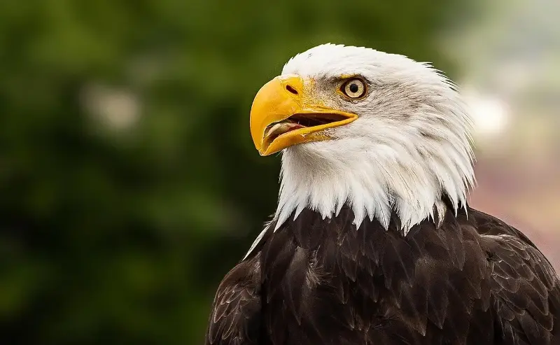 Bald eagles once housed at Dollywood's Eagle Mountain Sanctuary now have a permanent home at the American Eagle Foundation's 50-acre campus.