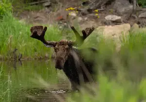 Moose and bears will likely benefit from Minnesota wildfires. Ticks and brainworms, not so much.