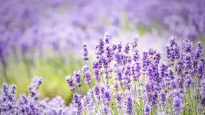 How to Water Lavender in Extreme Heat to Keep It Blooming Beautifully All Summer