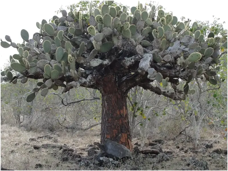Adult male Galapagos giant tortoise (Chelonoidis hoodensis) resting beneath an adult arboreal prickly pear cactus (Opuntia megasperma) surrounding by woody plants (mostly muyuyo or Cordia lutea), Española Island, May 2010.
