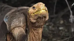 The tortoise population rebounded significantly.