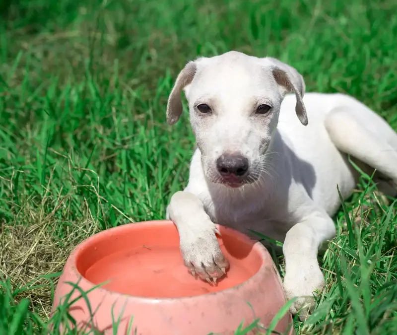Placing a bowl of water outside for strays is the single most impactful thing you can do. 