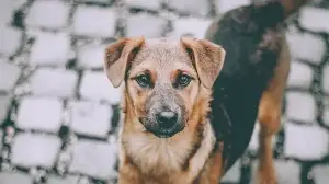 How to help stray animals stay safe during summer heatwaves? Vet shares 3 simple tips