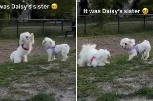 Maltipoo befriends look-alike dog at park—then owners uncover hidden link