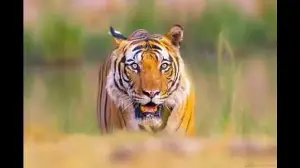 DTR quadrennial tiger estimation: Camera-trapping of big cats ends; 1,50,000 images sent to WII for analysis