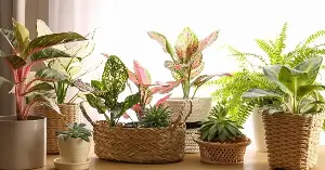 Minimalist plant decorations create a beautiful, uncluttered home.