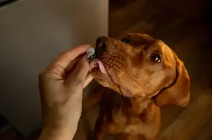 Vets Reveal the Six Things To Look For in Dog Probiotics