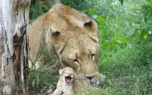 Three African Lion cubs born at Blackpool Zoo