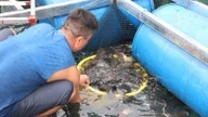 Experimental breeding of Hungarian carp is being conducted in Hoa Binh Lake, Phu Tho province - Vietnam's largest artificial freshwater reservoir.