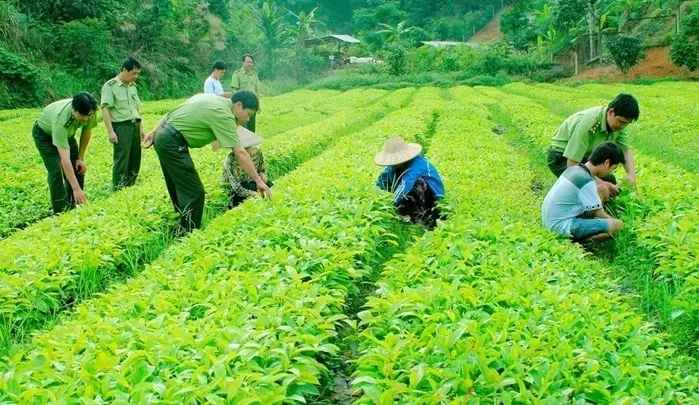 Hành vi sản xuất giống cây trồng chưa được công nhận lưu hành có thể bị phạt tới 50 triệu đồng. Ảnh: MĐ.