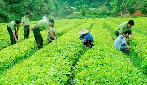 New regulatory framework for crop management and plant quarantine.