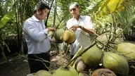 China needs 4 billion coconuts: If even one coconut is covered in leaves or dirt, the entire batch will be rejected.
