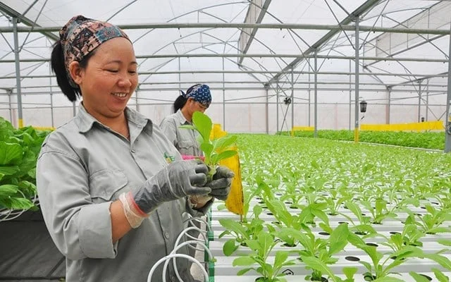 Các hành vi vi phạm liên quan đến quản lý mã số vùng trồng, mã số cơ sở đóng gói có thể bị xử phạt từ 500 nghìn đồng đến 20 triệu đồng. Ảnh: Thanh Duy.