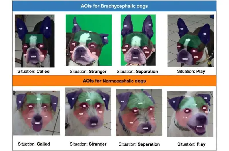 Reading brachycephalic dogs' facial expressions requires extra cognitive processing by humans