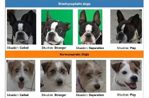 Reading brachycephalic dogs' facial expressions requires extra cognitive processing by humans