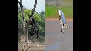 Wildbuzz | A war on fish-eating birds