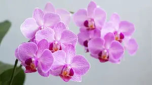 I Do This to My Orchids Every September to Get Them to Rebloom – It’s So Simple and Works Every Time