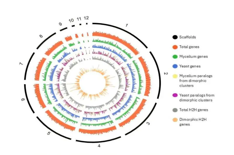 How one genome creates two distinct fungal bodies