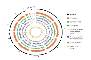 How one genome creates two distinct fungal bodies