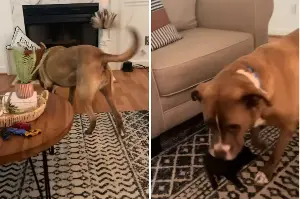 Woman Brings Tiny Kitten Home—Shock at What She Trains Her Dog To Do