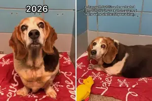 Dog Adopted, Then She Finds Herself Back at the Same Shelter 12 Years Later