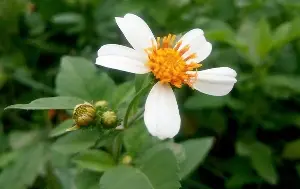 The surprising uses of wildflowers growing by the roadside.