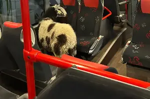 Runaway sheep boards bus in Germany – and goes through bus wash