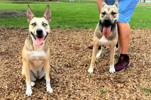 Rescue Dog Reunites With Brother After Adoption, Owner Shocked by Response