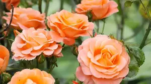 If You See Aphids on Your Roses, Do This in the Next 24 Hours to Save Late-Season Blooms