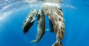 Sperm whales discovered to be able to "assist" in childbirth for their own kind.