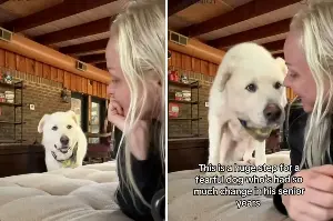 3 rules to adopting a shut down shelter dog, according to an expert