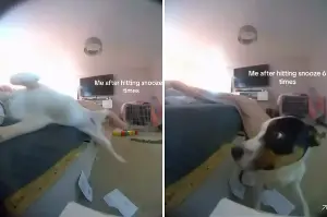 Rottweiler Falls Off Bed—Pet Cam Shows He Immediately Checked for Witnesses