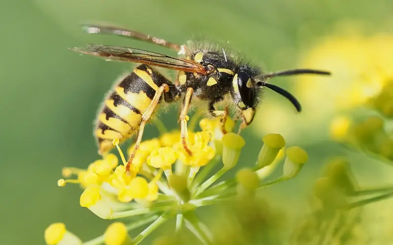Wasps are valuable pollinators - Jackie Bale/Moment RF