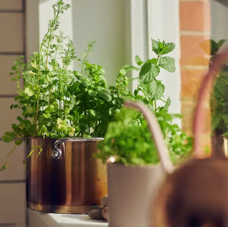 Mint, basil, citronella and other strongly aromatic plants are often suggested as natural wasp deterrents - Barton