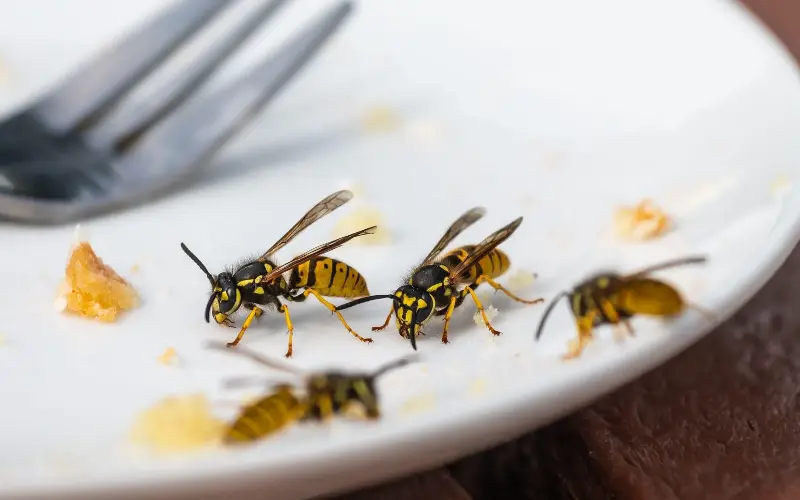 Clear dirty plates away promptly - Geoff Smith / Alamy