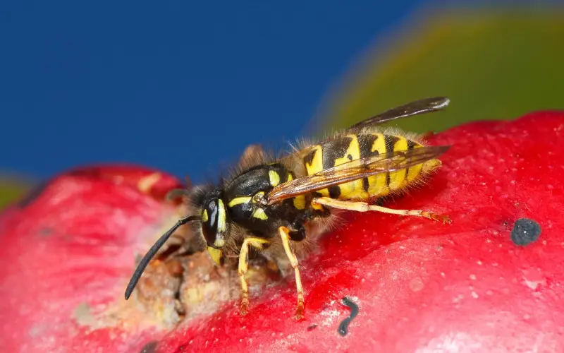 Ripe and damaged fruit can prove irresistible to wasps, particularly in late summer - Richard Becker / Alamy Stock Photo