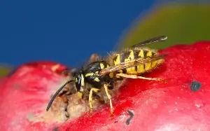 Five ways to get rid of wasps in your garden