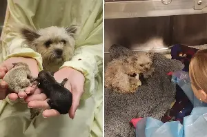 Three Tiny Puppies Survive Against the Odds as Exhausted Mom Fights